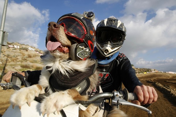 Extreme-Racing-Dog-600x400