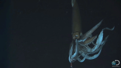 squid-scary.gif